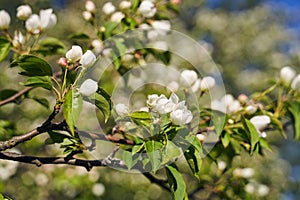 Close up shot of apple tree branch in city garden