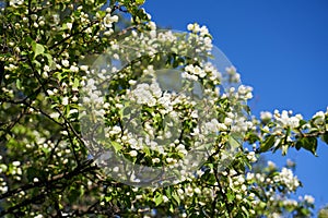 Close up shot of apple tree branch in city garden