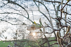 Close-up shot of an apple tree budding under sunrisesunset, emphasizing soft focus on blooming petals and textured photo