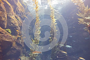 Close up shot of Aquarium with seaweed and fishes in California Science Center