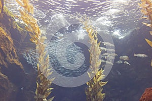 Close up shot of Aquarium with seaweed and fishes in California Science Center