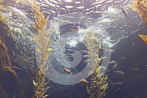 Close up shot of Aquarium with seaweed and fishes in California Science Center