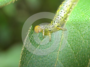 Close up shot of a Arge ochropus eating a leaf