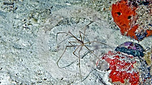 Close up shot of a Arrowhead Crab