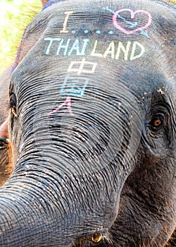 Close-up shot of Asian elephant head