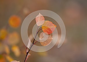 Close up shot of Aspen leaves in autumn time