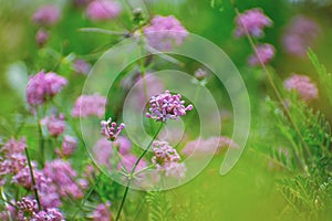 Close-up shot of Asperula hirsuta flowers