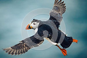 Close-up shot of an Atlantic puffin caught in flight over Runde island, Norway