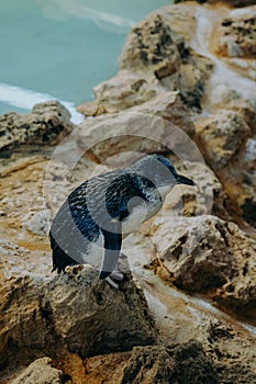 Close-up shot of an Australian little penguin atop a rock in the middle of a tranquil ocean