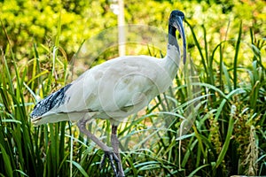 Close up shot of an Australian white ibis Threskiornis molucca in a park in Brisbane