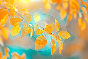 Close-up shot of Autumn leaves with bokeh lights background, vibrant colors
