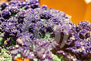 Close up shot of Azurite crystals