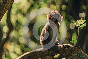 Close up shot of baby monkey sitting on tree branch with nature background