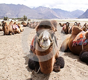 Close-up shot of a Bactrian species of double humped camel