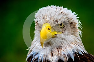 Bald Eagle in Cabarceno Natural Reserve photo