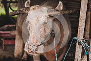 Close up shot of balinese cattle photo