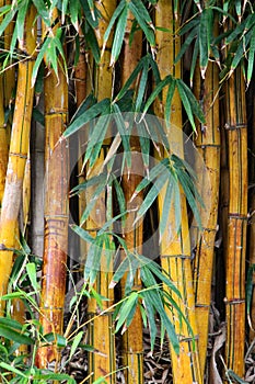 Bamboo close up photo