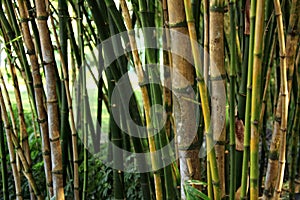 Close up shot of bamboo trees texture in Bangkok