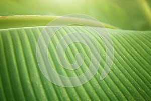 Close up shot with banana leaves in Thailand.
