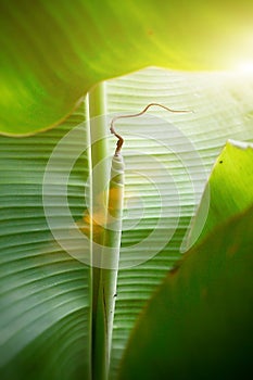 Close up shot with banana leaves in Thailand.