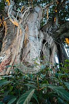 A close up shot of Banyan tree, Ficus benghalensis,Trunk and its hanging prop roots. Uttarakhand India