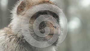 Close up shot of Barbary macaques