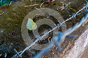 A close up shot of a barbed wire with out of focus background. Dehradun India