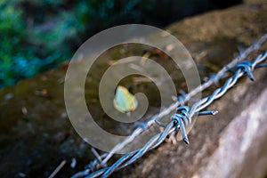 A close up shot of a barbed wire with out of focus background. Dehradun India