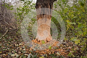 A close- up shot of the bark of a large tree trunk, gnawed by beavers in the forest.