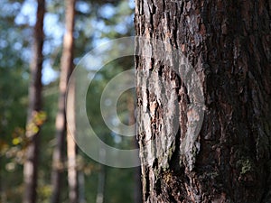 A close up shot of the bark of a pine tree in a forest