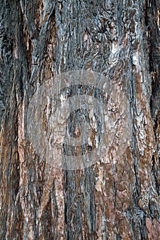 Close-up shot on bark texture of cedar tree