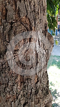 A close-up shot of the bark of a tree