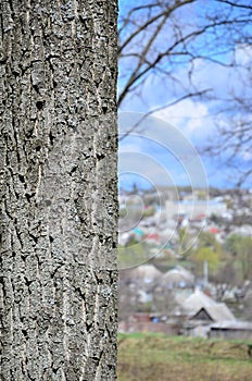 Close up shot of the bark from the tree trunk against the background of a blurred rural landscape with many dwellings and plantin