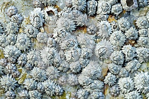 Close Up Shot Of A Barnacle