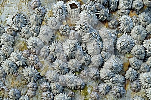 Close Up Shot Of A Barnacle