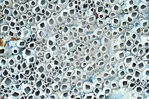 Close Up Shot Of A Barnacle