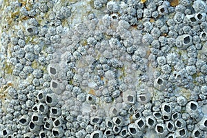 Close Up Shot Of A Barnacle
