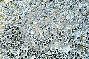 Close Up Shot Of A Barnacle