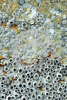 Close Up Shot Of A Barnacle