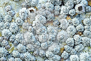 Close Up Shot Of A Barnacle