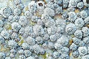 Close Up Shot Of A Barnacle