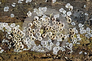 Close Up Shot of Barnacles on a Rock