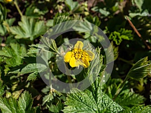 Close-up shot of the barren strawberry or waldsteinia (Waldsteinia geoides) flowering with yellow flower