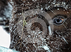 Close-up shot of a bear's eye during the winter season photo