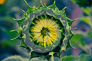 Close-up shot of a beautiful blooming sunflower at sunset