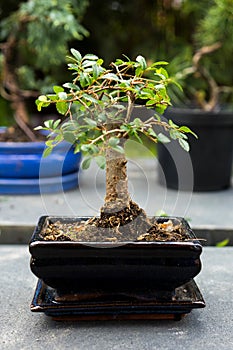 De cerca de hermoso planta en plaza de la ciudad cerámico maceta 