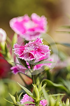 Close-up shot of a beautiful Carnation flowers in the garden on a sunny day with blurred background