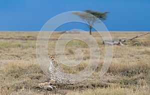 Close-up shot of a beautiful cheetah with cubs in dry grassy field in search of prey in Kenya