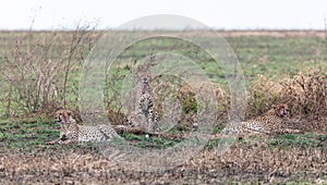 Close-up shot of a beautiful cheetah family in dry grassy field in search of prey in Kenya