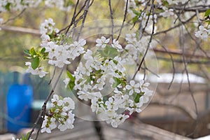 Close up shot of a beautiful Cherry tree in white blooms in spring time